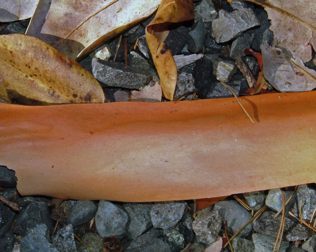 arbutus tree's bark